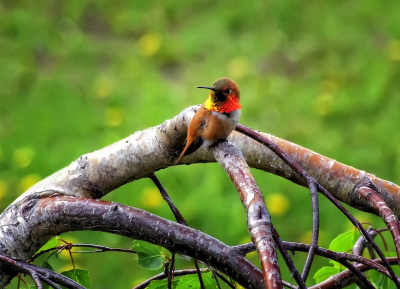 Male rufous hummingbird (Selasphorus rufus) watching “his” feeder